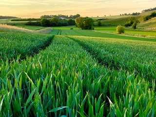 Gardinen Getreidefeld verläuft bis in den Horizont, zwei Furchen spaltet das Feld mit den hochgewachsenen Ähren, hügelige Baumreihe im Hintergrund, blauer Himmel, Sonnenuntergang © Petra