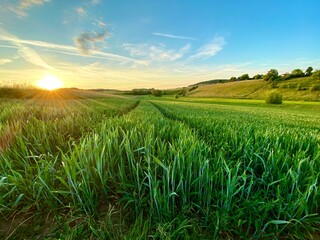 Getreidefeld verläuft bis in den Horizont, zwei Furchen spaltet das Feld mit den hochgewachsenen Ähren, hügelige Baumreihe im Hintergrund, blauer Himmel, Sonnenuntergang