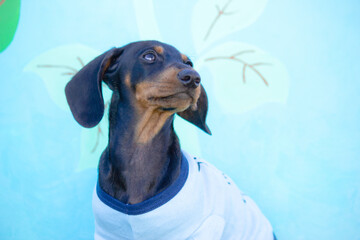 Dachsund Puppy Wearing a Blue Shirt Looks up at the Sky