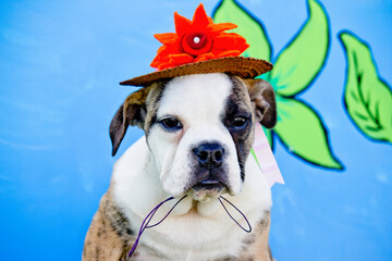 English Bulldog Makes a Frowning Face While Wearing a Hat with a Big Flower