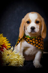 Beaglier (Beagle and Cavalier King Charles Spaniel Mix) Puppy Wears an Autumn Bandana Next to Orange and Yellow Flowers