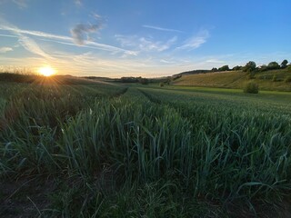 Getreidefeld verläuft bis in den Horizont, zwei Furchen spaltet das Feld mit den hochgewachsenen Ähren, blauer Himmel, Sonnenuntergang - romantisch