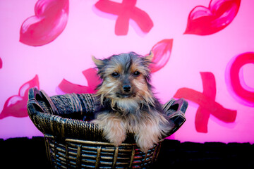 Yorkshire Terrier Puppy Relaxes in a Basket in front of a Valentine’s Day Background