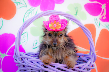 Tiny Yorkshire Terrier in a Purple Basket Wears a Bright Pink Hat