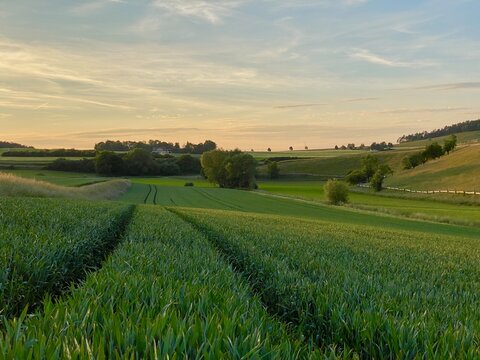 Getreidefeld verläuft bis in den Horizont, zwei Furchen spaltet das Feld mit den hochgewachsenen Ähren, hügelige Baumreihe im Hintergrund, blauer Himmel, Sonnenuntergang © Petra