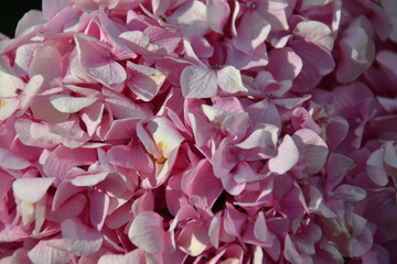 Hydrangea