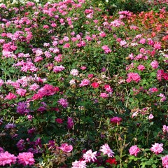 Roses