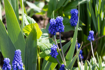Muscari blue flowers, rich color, close up, with bee.Very beautiful flowers of deep blue color.