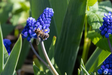 Muscari blue flowers, rich color, close up, with bee.Very beautiful flowers of deep blue color.