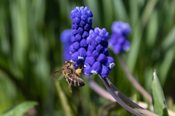 Muscari blue flowers, rich color, close up, with bee.Very beautiful flowers of deep blue color.