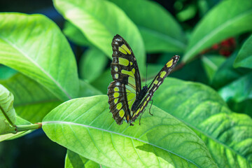 Brown and yellow malachite butterfly at the Tennessee Aquarium