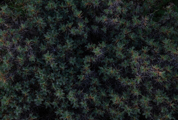 Abstract plant . Green grass background. 
