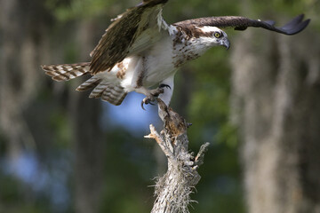 Beautiful osprey landing on perch at Blue Cypress Lake in Florida