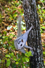 Genetic mutation white squirrel at Ochlockonee River State Park in Florida