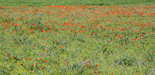 Beautiful green field of poppies in summer.
