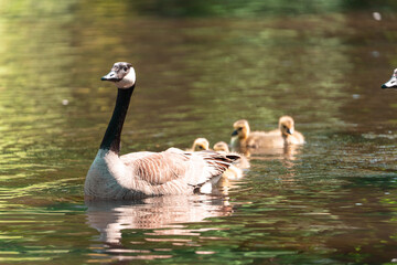 family of ducks