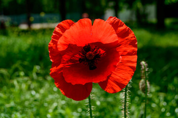 Red poppy - close up photo. Background picture.