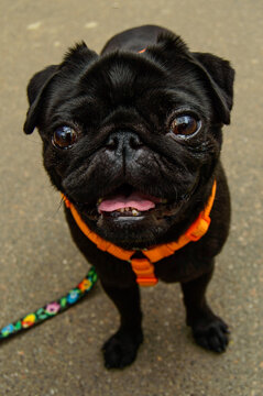Very happy face of a black pug, after a walk in a park - close up photo. Background picture of my best friend.