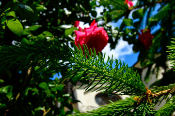 Close up photo of a christmas tree branch with a red rose on a background.