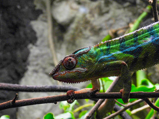 A panther chameleon in the Tennessee aquarium © Lisa