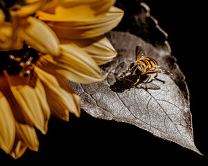 abeja