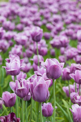 Obraz na płótnie Canvas Purple tulips in a field