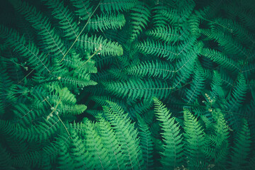 Fototapeta na wymiar Ferns in the forest. Beautiful background of ferns green foliage leaves. Dense thickets of beautiful growing ferns in the forest. Natural floral fern background on a sunny day
