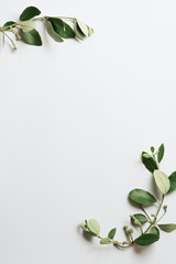 Green leaves on white background as botanical frame flatlay, eco design and spring nature flat lay concept
