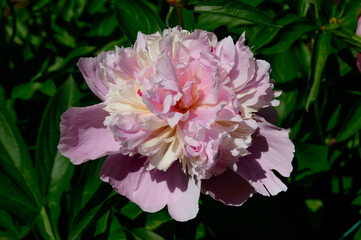 Big and pink peony flower - close up photo. Background picture.