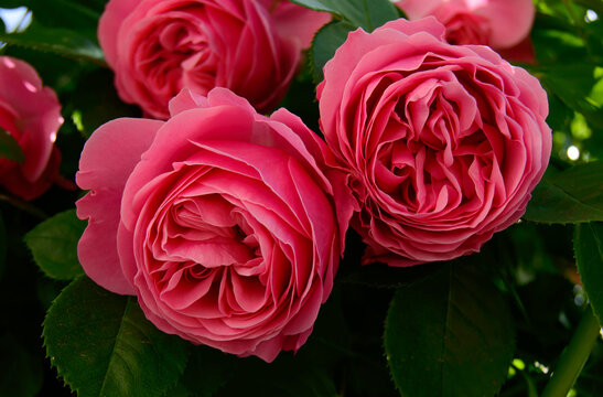 Two light pink roses - close up photo. Background picture.
