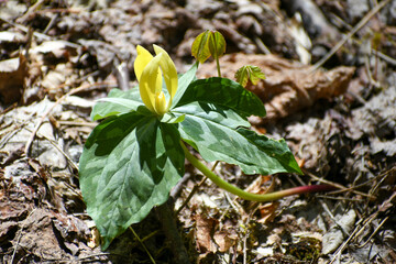 Yellow trillium growing in Tennessee