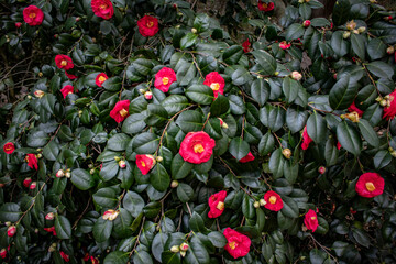 Beautiful Camellia Bush with Hot Pink Flowers in Bloom