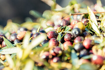 close-up of ripe olives stacked with branches and leaves