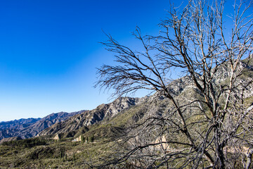 Bare, Dead Tree Stands in Contrast to the Green Mountains along the Angeles Crest Highway in Los Angeles, California, USA