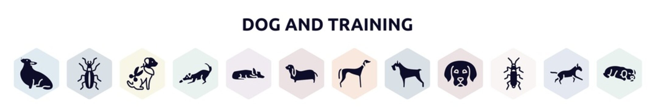 dog and training filled icons set. glyph icons such as corgi, golden ground beetle, grooming pet, dogs playing, sad dog, bas hound, saluki, miniature schnauzer, wharf borer icon.