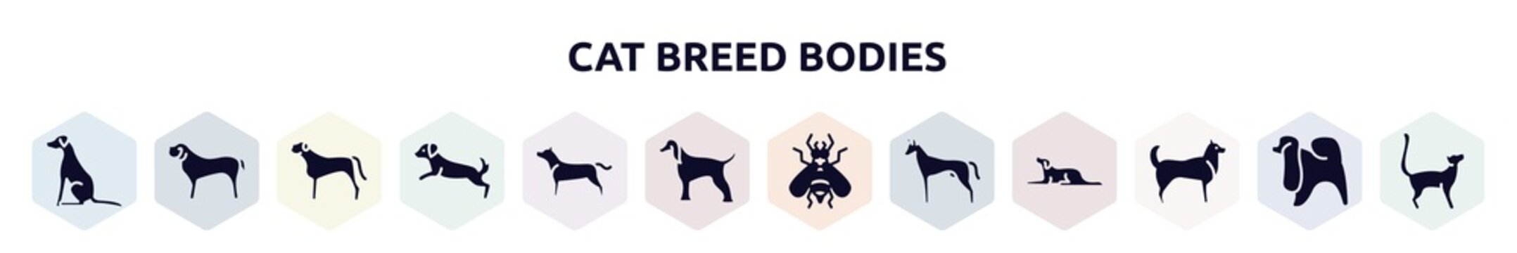cat breed bodies filled icons set. glyph icons such as pointer dog, english mastiff, bullmastiff, dog scaping, american staffordshire terrier, afghan hound, hoverfly, pharaoh hound, husky