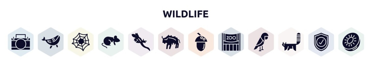 wildlife filled icons set. glyph icons such as animal aid, blue whale, spider web, rat, lizard, bison, acorn, zoo, red panda icon.