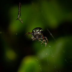 spider on a web
Arañas hermosas