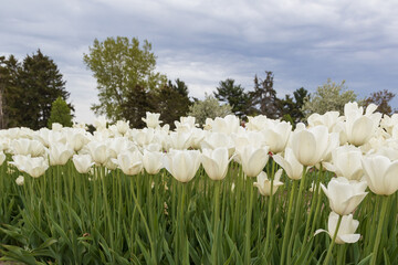 White tulips in a field with blue sky background