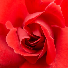 Fototapeta na wymiar Red rose flower - Top View. Close-up picture on petals of a single red flowers.