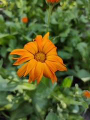 orange flower in garden