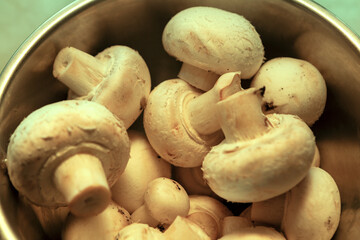 Crop of mushroom . Edible fungus for lunch 