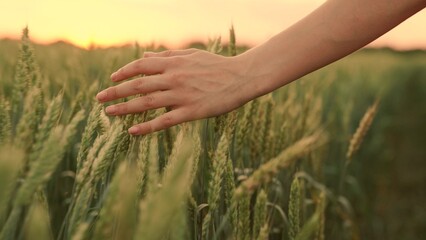 Female hand of farmer touches ears of wheat at sunset, inspecting her harvest. Farmer woman walks through wheat field at sunset, touching green ears of wheat with her hands. Agricultural business.