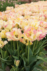 Yellow and pink fringed leave tulips in the garden