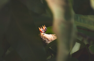 HUMMINGBIRDS brothers,