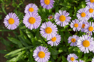 violet daisies in sunny garden with top view close up