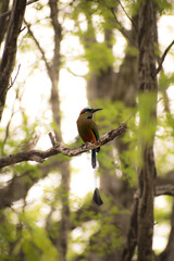 Guardabarranco perched, 
Bird perched on a tree 