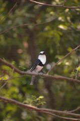Bobo de collar, Notharchus hyperrhynchus
Bird black and white
