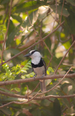 Notharchus hyperrhynchus
Bobo de collar 
Black and white bird 