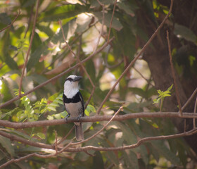 Bobo de collar, Notharchus hyperrhynchus, Bird black and white 
